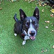 Elsa is registered to the contest to win money with this photo: dog, canine, pet, looking_up, blue_eyes, leaf_on_nose, grass, artificial_turf, autumn_leaves, collar, dog_tag, happy, attentive, ears_up, mouth_open, sitting, outdoor, fence, close_up, portrait