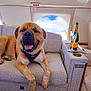 dog, airplane_interior, seat, window, sky, clouds, champagne_bottle, champagne_glass, luxury, relaxed, pet, harness, carpet, cushion, tray_table, leather, travel, indoor, happy, smiling