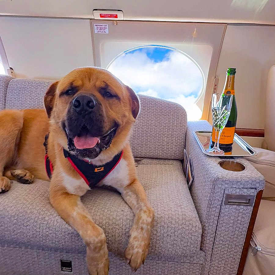 Maggiore joined the competition — help win amazing prizes! airplane_interior, carpet, champagne_bottle, champagne_glass, clouds, cushion, dog, happy, harness, indoor, leather, luxury, pet, relaxed, seat, sky, smiling, travel, tray_table, window