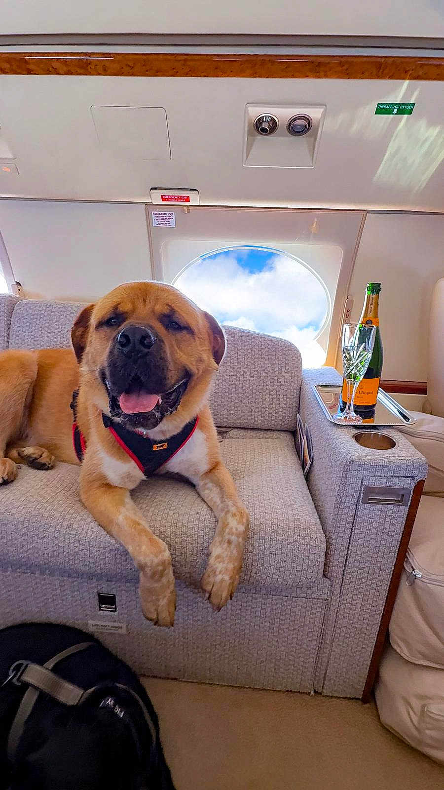 Maggiore joined the competition — help win amazing prizes! dog, airplane_interior, seat, window, sky, clouds, champagne_bottle, champagne_glass, luxury, relaxed, pet, harness, carpet, cushion, tray_table, leather, travel, indoor, happy, smiling