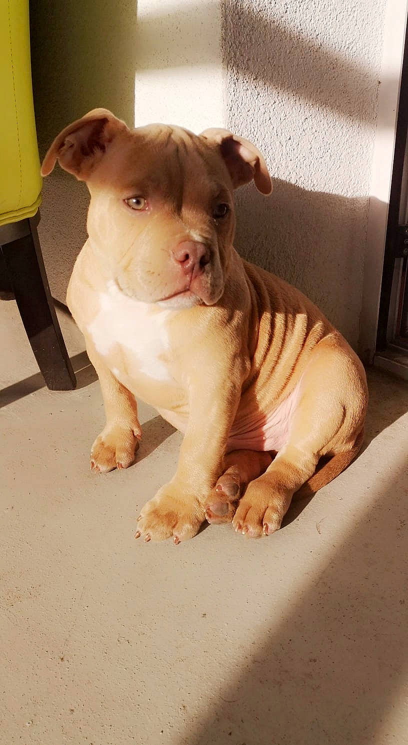 Zion participe au concours pour gagner de l'argent avec cette photo : canidae, carnivore, companion_dog, cordoba_fighting_dog, dog, dog_breed, fawn, fur, jaw, liver, molosser, non_sporting_group, pet_supply, puppy, snout, sporting_group, terrestrial_animal, toy_dog, whiskers, working_animal