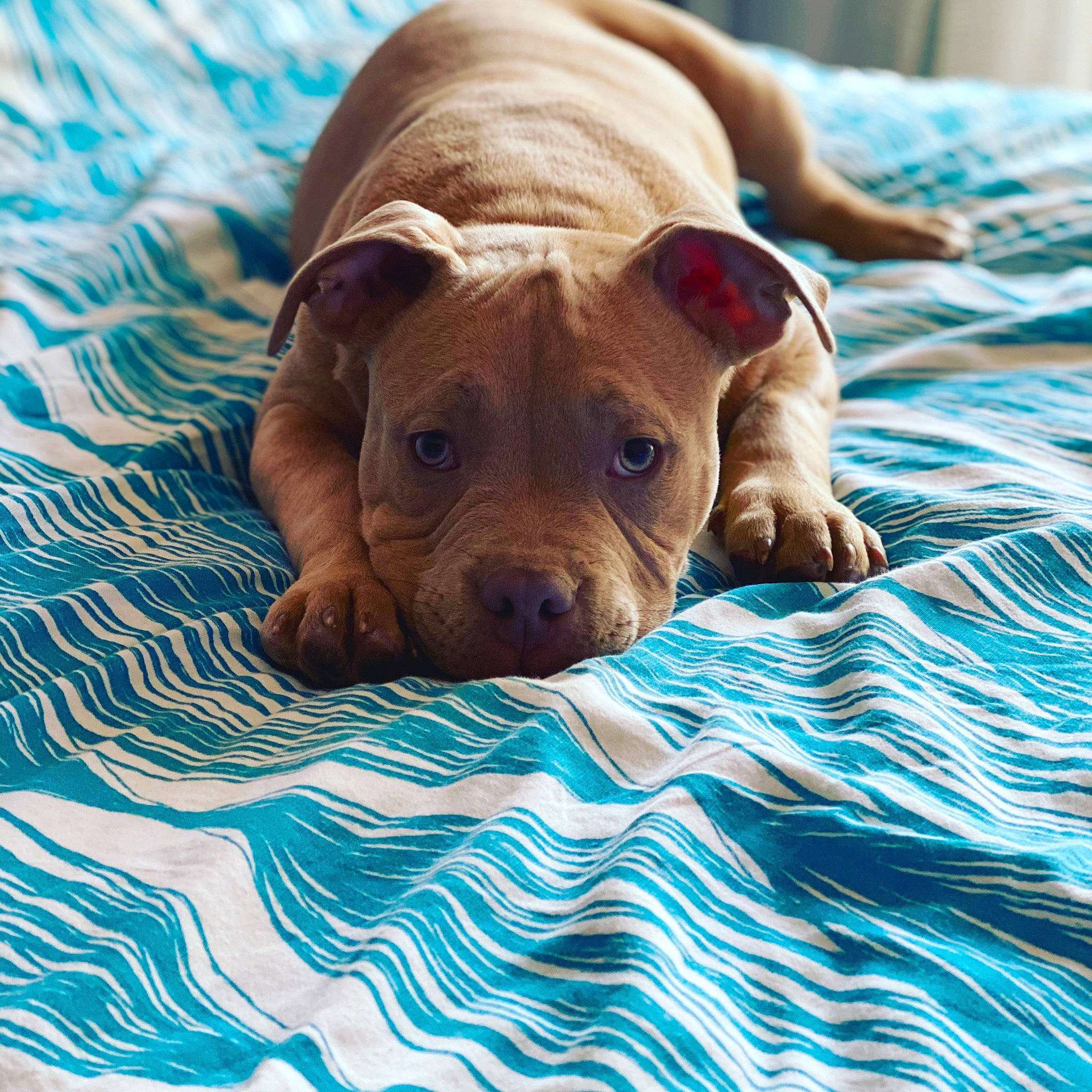 Zion a rejoint le concours — aidez-le/la à gagner de superbes lots ! canidae, carnivore, comfort, companion_dog, dog, dog_breed, dog_supply, electric_blue, fawn, linens, liver, pattern, puppy, snout, sporting_group, terrestrial_animal, whiskers, wood, working_animal, wrinkle