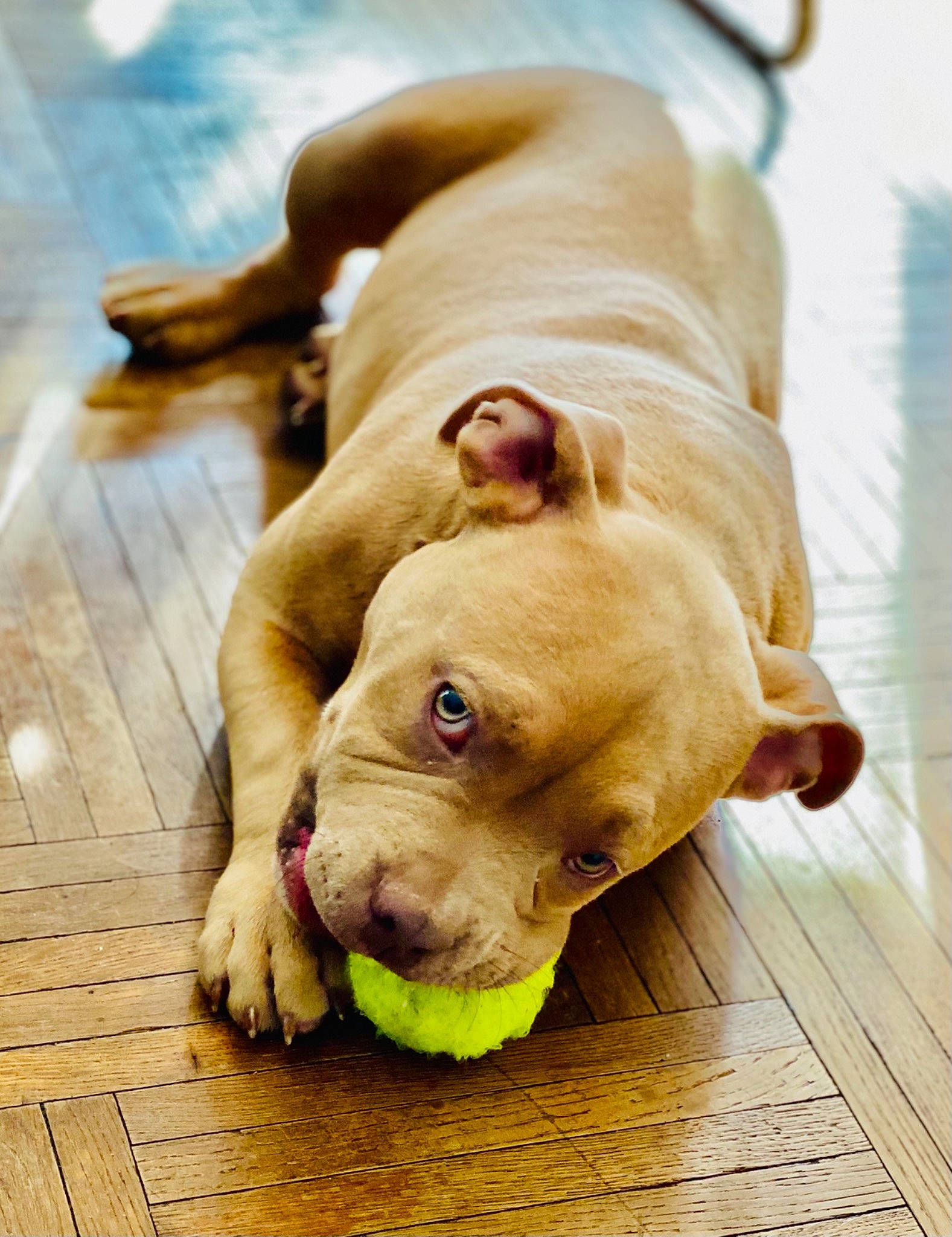 Zion a rejoint le concours — aidez-le/la à gagner de superbes lots ! canidae, carnivore, companion_dog, dog, dog_breed, dog_collar, dog_supply, fawn, flooring, hardwood, liver, pet_supply, plank, snout, sporting_group, terrestrial_animal, wood, wood_stain, working_animal, wrinkle