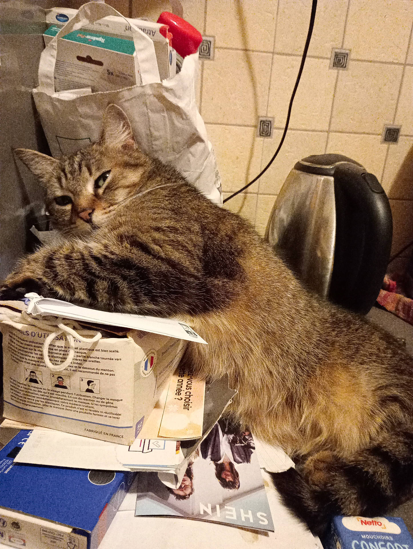 Sanka a rejoint le concours — aidez-le/la à gagner de superbes lots ! abyssinian, animal, bag, box, cat, clothing, cookware, desk, face, furniture, glove, head, jar, kitten, manx, person, pet, pot, pottery, text