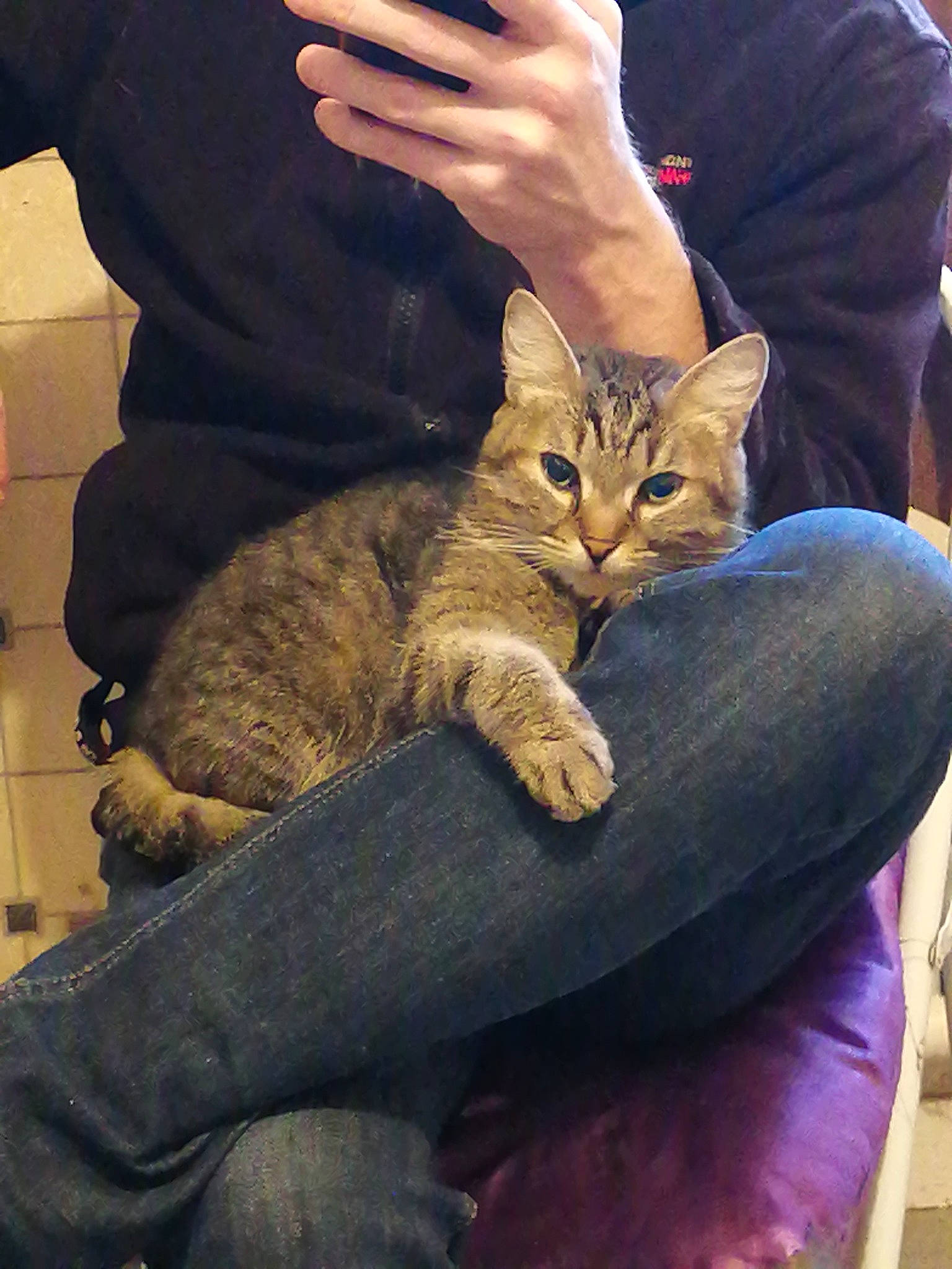 Sanka a rejoint le concours — aidez-le/la à gagner de superbes lots ! bag, carnivore, cat, claw, comfort, denim, domestic_short_haired_cat, fawn, felidae, foot, fur, gesture, human_leg, lap, nail, paw, sitting, small_to_medium_sized_cats, thigh, whiskers