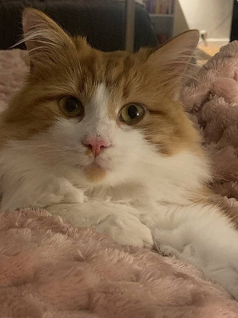 Yuki participe au concours pour gagner de l'argent avec cette photo : british_longhair, carnivore, cat, claw, domestic_short_haired_cat, fawn, felidae, fur, paw, small_to_medium_sized_cats, snout, tail, terrestrial_animal, whiskers