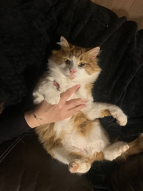 Yuki participe au concours pour gagner de l'argent avec cette photo : box, carnivore, cat, chair, claw, comfort, domestic_short_haired_cat, drawer, fawn, felidae, fur, gesture, lap, paw, sitting, small_to_medium_sized_cats, snout, tail, whiskers