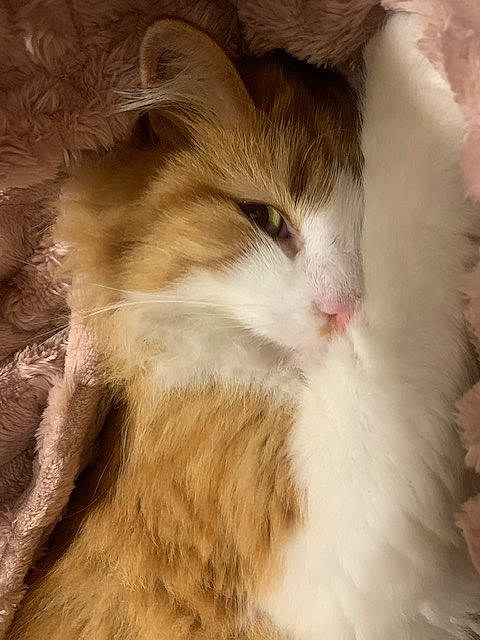 Yuki a rejoint le concours — aidez-le/la à gagner de superbes lots ! carnivore, cat, claw, cloud, comfort, domestic_short_haired_cat, felidae, flooring, fur, hardwood, nap, paw, sleep, small_to_medium_sized_cats, tail, whiskers, wood