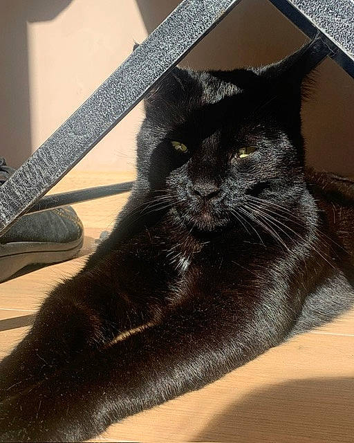 Shadow a rejoint le concours — aidez-le/la à gagner de superbes lots ! black_cat, carnivore, cat, claw, comfort, domestic_short_haired_cat, felidae, flooring, fur, metal, paw, rectangle, small_to_medium_sized_cats, snout, tail, terrestrial_animal, tints_and_shades, whiskers, window, wood