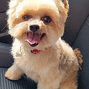 Ipssy a rejoint le concours — aidez-le/la à gagner de superbes lots ! dog, puppy, fluffy, happy, smiling, tongue_out, pet, animal, car_seat, collar, fur, cute, small_dog, indoor, companion, friendly, eyes, nose, sitting, adorable