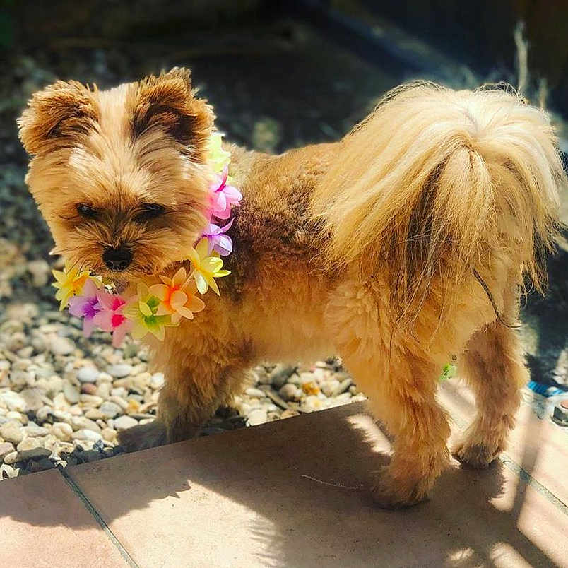 Ipssy a rejoint le concours — aidez-le/la à gagner de superbes lots ! dog, small_dog, flower_lei, outdoor, sunlight, pet, curious, fluffy_tail, standing, brown_fur, shadow, patio, pebbles, summer, cute, domestic_animal, canine, colorful, nature, animal