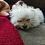 dog, sleeping, fluffy, white, couch, blanket, cozy, indoor, resting, pet, fur, closeup, relaxing, home, soft, comfort, animal, nap, cute, domestic