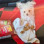 dog, small_dog, fluffy, car_seat, red_seat_cover, black_seat_cover, towel, treat, cheezit_puffed_box, snack_box, seatbelt, indoor, pet, cute, animal, wide_eyes, toy, car_interior, pet_treat, cozy
