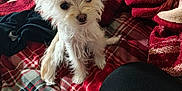 Tofu is registered to the contest to win money with this photo: dog, small_dog, fluffy, white_dog, pet, indoors, blanket, red_blanket, plaid, fur, ears, cute, cozy, fabric, bed, clothing, soft_light, animal, companion, curious