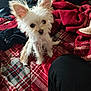 dog, small_dog, fluffy, white_dog, pet, indoors, blanket, red_blanket, plaid, fur, ears, cute, cozy, fabric, bed, clothing, soft_light, animal, companion, curious
