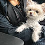 dog, small_dog, white_fur, fluffy, pet, animal, person, black_jacket, car_interior, seatbelt, cute, ears, fur, companion, lap, close_up, indoors, comfort, portrait, sitting