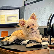 Tofu joined the competition — help win amazing prizes! dog, small_dog, fluffy, desk, computer_keyboard, computer_mouse, monitor, headphones, blanket, office, workspace, technology, pet, curious, indoor, wooden_table, electronics, screen, cord, tilted_head