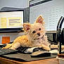 dog, small_dog, fluffy, desk, computer_keyboard, computer_mouse, monitor, headphones, blanket, office, workspace, technology, pet, curious, indoor, wooden_table, electronics, screen, cord, tilted_head