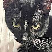 Jasper joined the competition — help win amazing prizes! cat, black_cat, close_up, yellow_eyes, whiskers, pet, animal, feline, portrait, indoor, face, fur, whisker, ears, looking, curious, domestic_animal, mammal, nose, alert