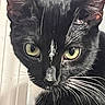 cat, black_cat, close_up, yellow_eyes, whiskers, pet, animal, feline, portrait, indoor, face, fur, whisker, ears, looking, curious, domestic_animal, mammal, nose, alert