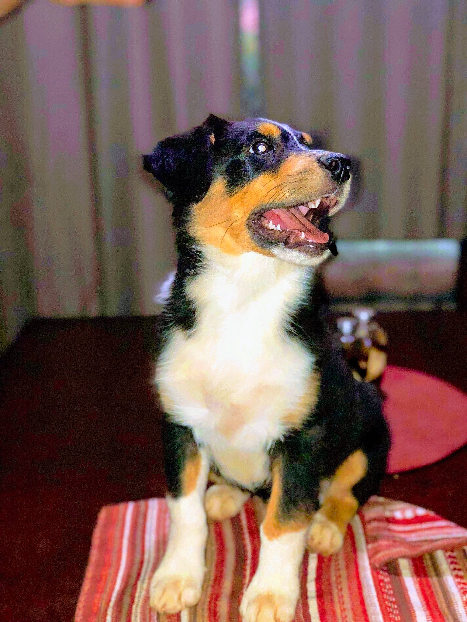 Celeste is registered to the contest to win money with this photo: appenzeller_sennenhund, australian_shepherd, canidae, carnivore, companion_dog, dog, dog_breed, english_shepherd, mammal, puppy, rare_breed_dog, sporting_group, vertebrate, working_dog