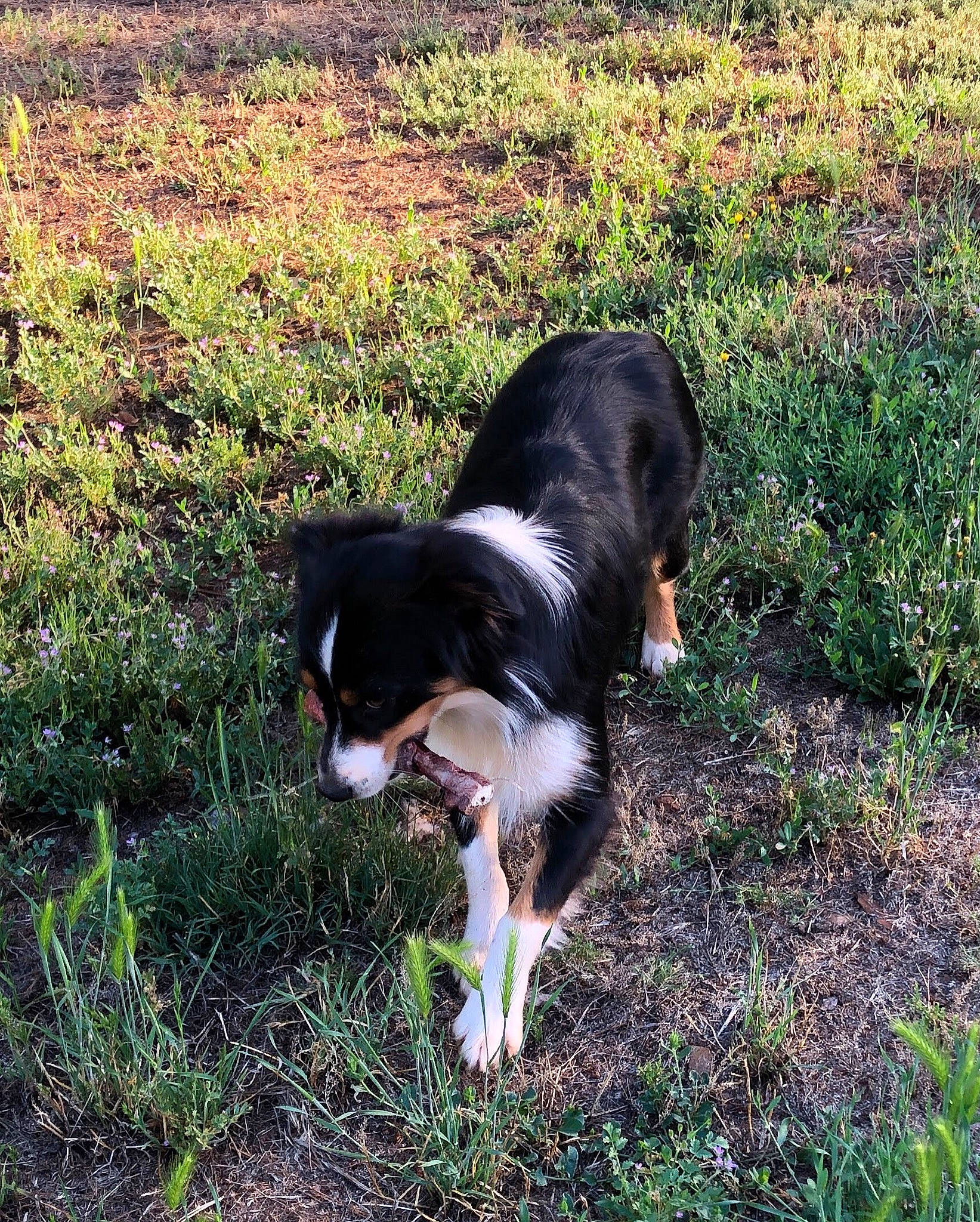 Celeste joined the competition — help win amazing prizes! australian_shepherd, border_collie, canidae, carnivore, companion_dog, dog, dog_breed, english_shepherd, entlebucher_mountain_dog, grass, herding_dog, mcnab, mountain, plant, puppy, sporting_group, tail, welsh_sheepdog, working_dog
