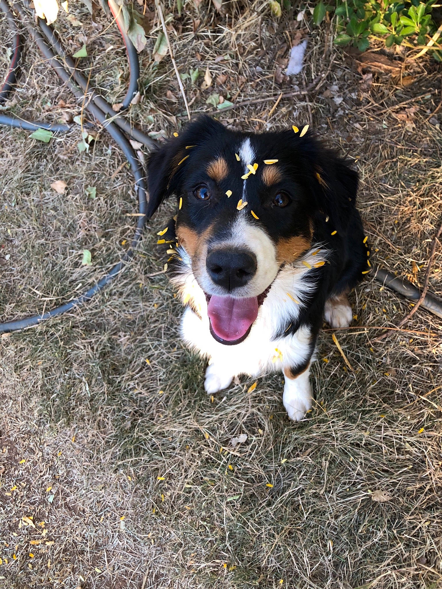 Celeste joined the competition — help win amazing prizes! appenzeller_sennenhund, australian_collie, australian_shepherd, bernese_mountain_dog, border_collie, canidae, carnivore, companion_dog, dog, dog_breed, english_shepherd, entlebucher_mountain_dog, herding_dog, mammal, puppy, rare_breed_dog, sporting_group, vertebrate, welsh_sheepdog, working_dog