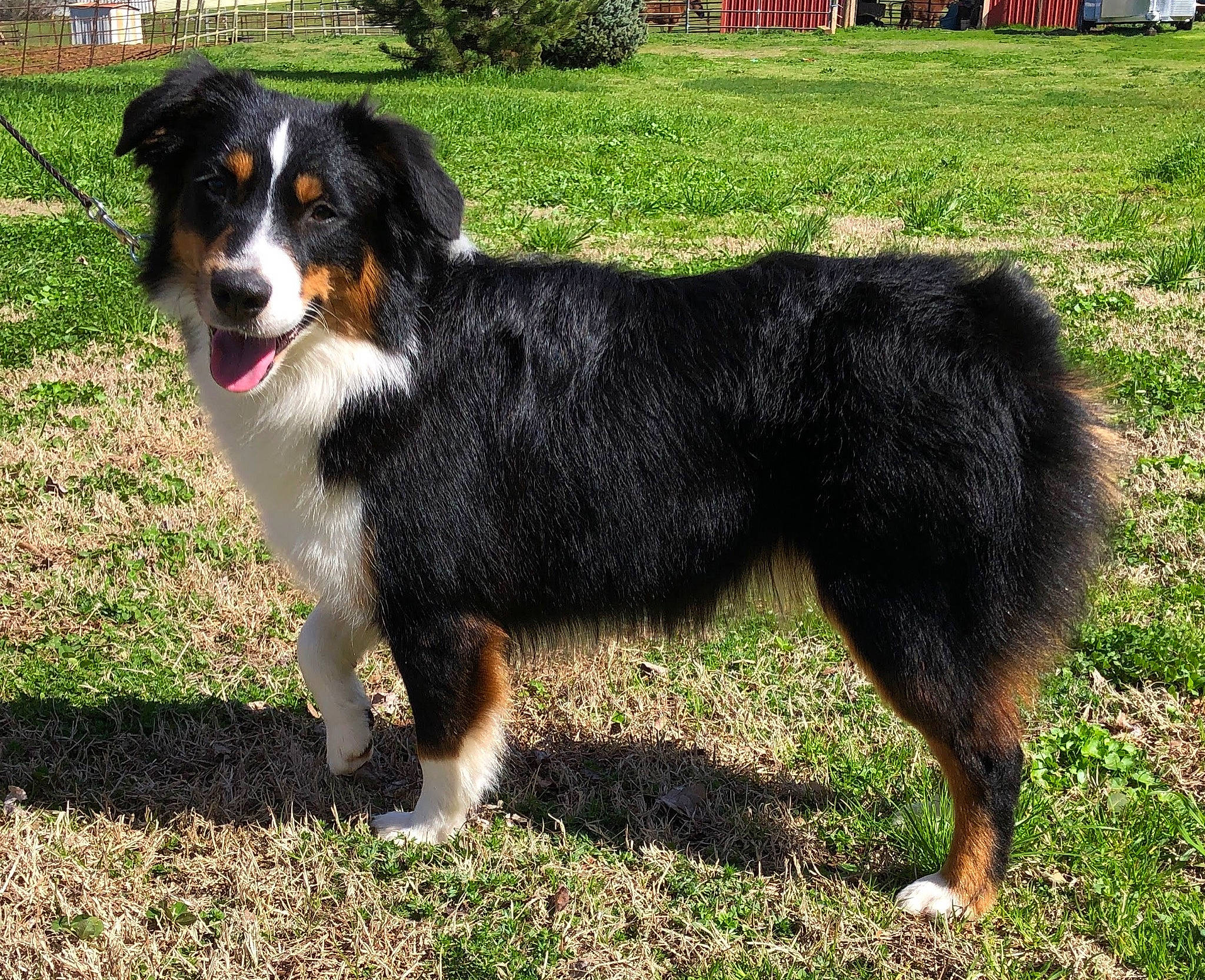 Celeste joined the competition — help win amazing prizes! appenzeller_sennenhund, australian_collie, australian_shepherd, bernese_mountain_dog, canidae, carnivore, companion_dog, dog, dog_breed, english_shepherd, entlebucher_mountain_dog, greater_swiss_mountain_dog, herding_dog, mammal, miniature_australian_shepherd, rare_breed_dog, sporting_group, vertebrate, welsh_sheepdog, working_dog