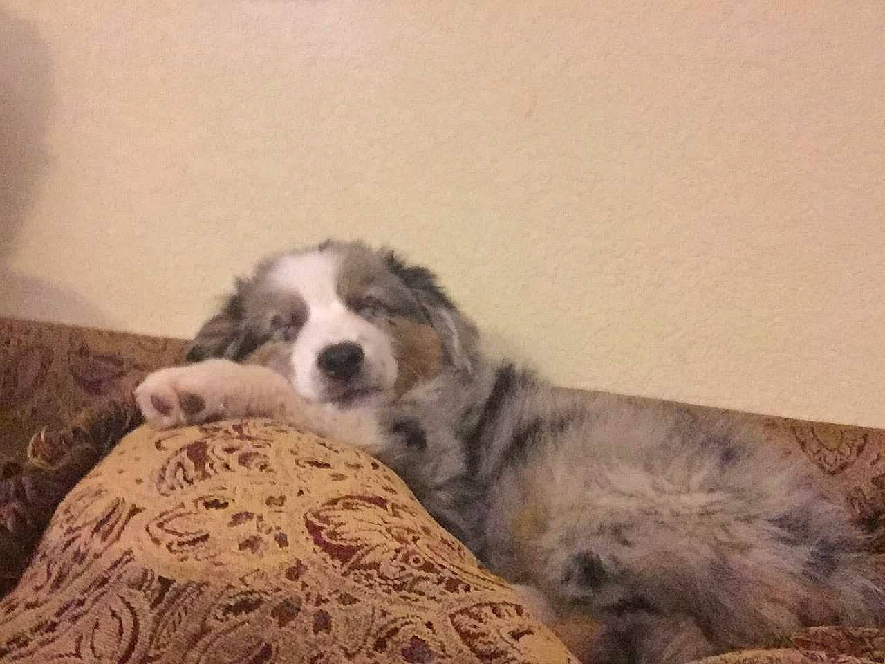 Ciel is registered to the contest to win money with this photo: australian_shepherd, border_collie, canidae, carnivore, companion_dog, dog, dog_breed, fur, mammal, miniature_australian_shepherd, moscow_watchdog, nose, puppy, pyrenean_mastiff, rafeiro_do_alentejo, sporting_group, tornjak, vertebrate