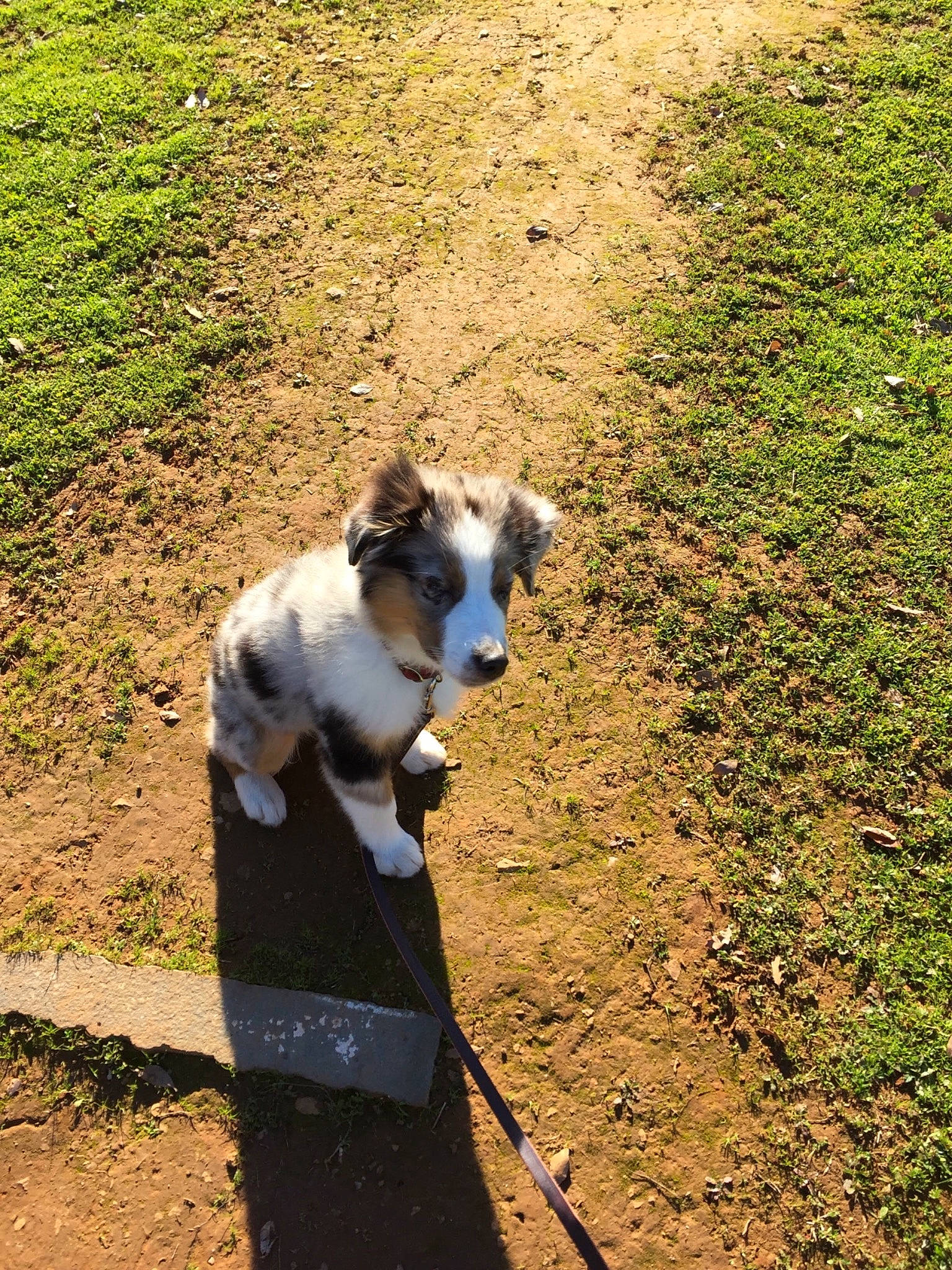 Ciel joined the competition — help win amazing prizes! australian_shepherd, canidae, carnivore, companion_dog, dog, dog_breed, fox_terrier, mammal, smooth_fox_terrier, sporting_group, welsh_sheepdog