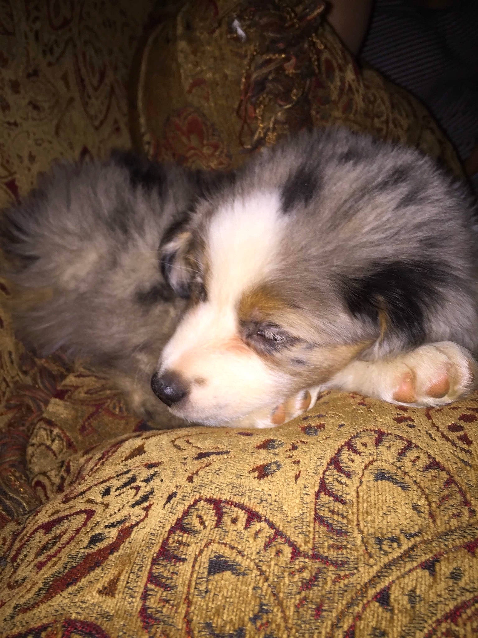 Ciel joined the competition — help win amazing prizes! australian_shepherd, canidae, carnivore, dog, dog_breed, mammal, miniature_australian_shepherd, puppy, vertebrate