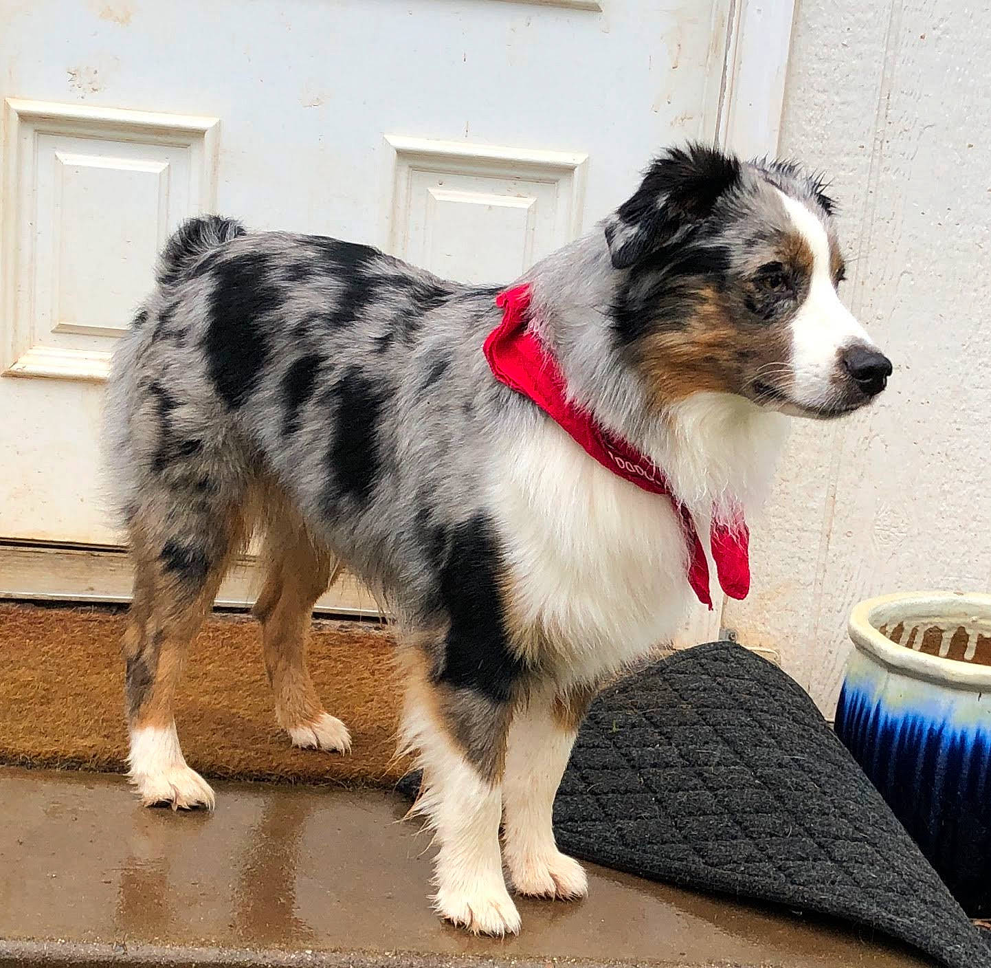 Ciel joined the competition — help win amazing prizes! australian_collie, australian_shepherd, border_collie, canidae, carnivore, companion_dog, dog, dog_breed, herding_dog, koolie, mammal, miniature_australian_shepherd, rare_breed_dog, sporting_group, texas_heeler, vertebrate, welsh_sheepdog, working_dog