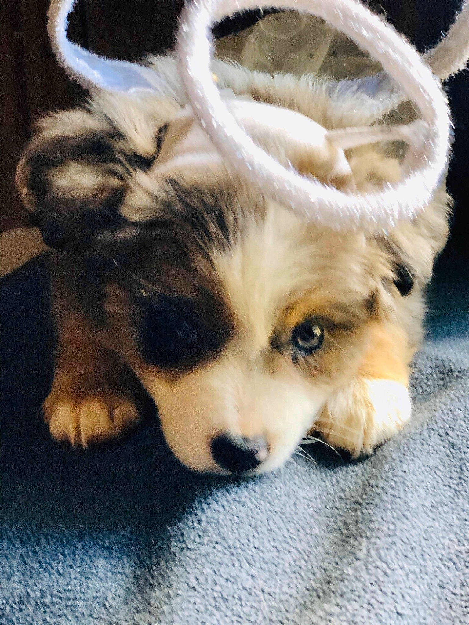 Diva is registered to the contest to win money with this photo: australian_shepherd, border_collie, canidae, carnivore, cavachon, companion_dog, dog, dog_breed, fur, mammal, puppy, puppy_love, rare_breed_dog, snout, sporting_group, whiskers