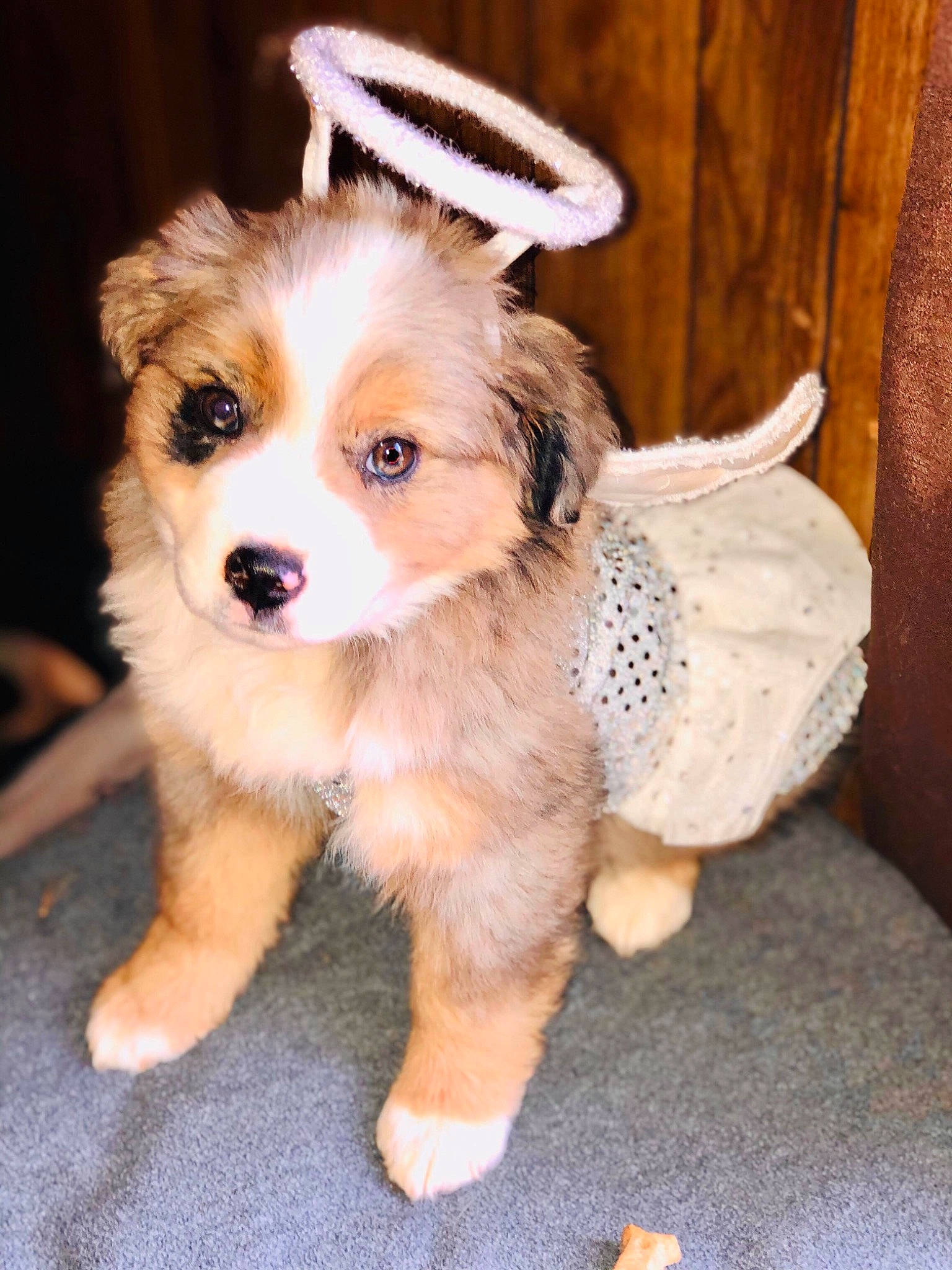 Diva joined the competition — help win amazing prizes! ancient_dog_breeds, australian_collie, australian_shepherd, bernese_mountain_dog, border_collie, canidae, carnivore, companion_dog, dog, dog_breed, fawn, mammal, miniature_australian_shepherd, puppy, rare_breed_dog, vertebrate, welsh_sheepdog, working_dog