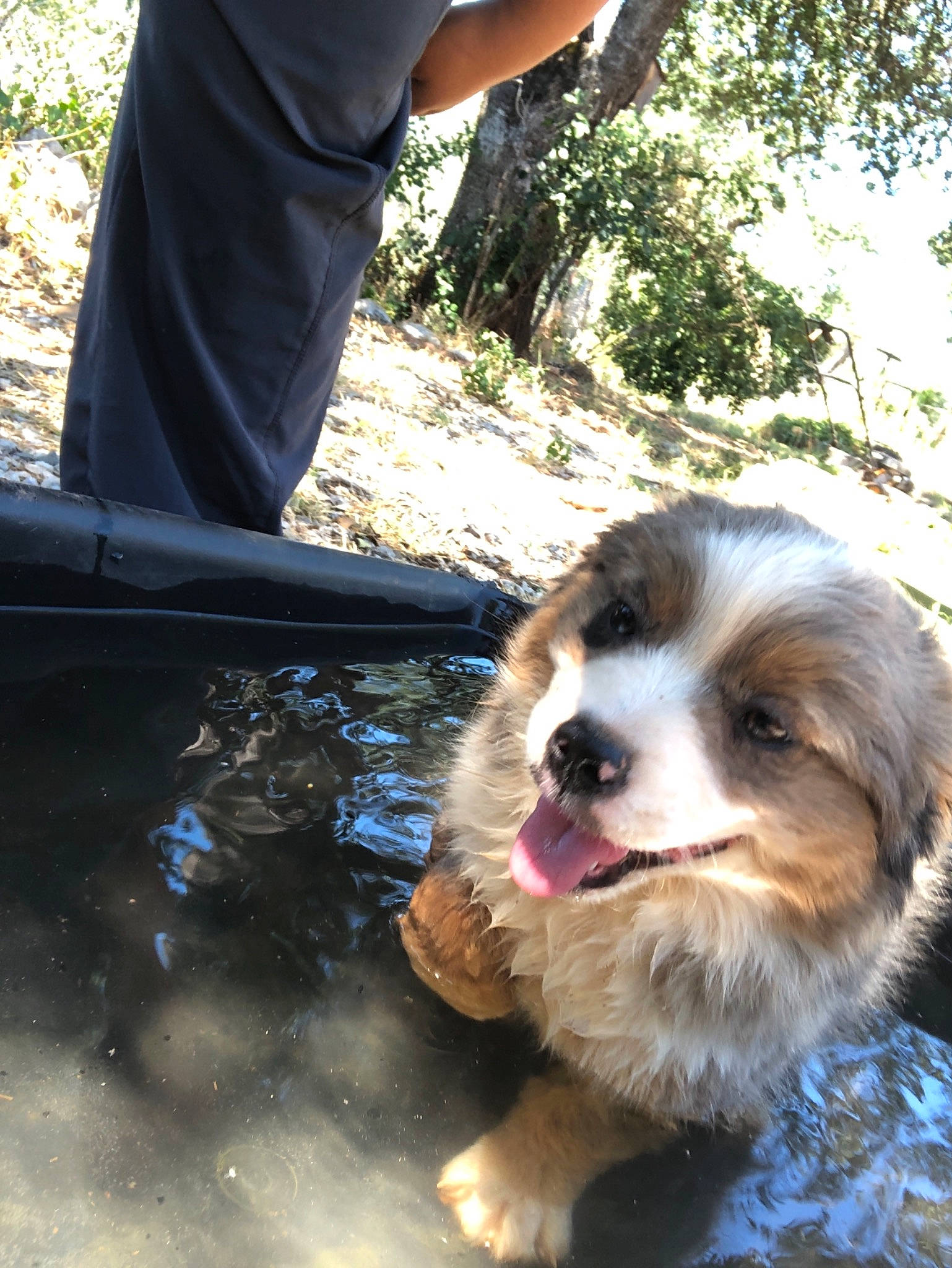 Diva is registered to the contest to win money with this photo: australian_shepherd, bernese_mountain_dog, canidae, carnivore, companion_dog, dog, dog_breed, mammal, miniature_australian_shepherd, moscow_watchdog, puppy, puppy_love, snout, sporting_group, vertebrate, working_dog