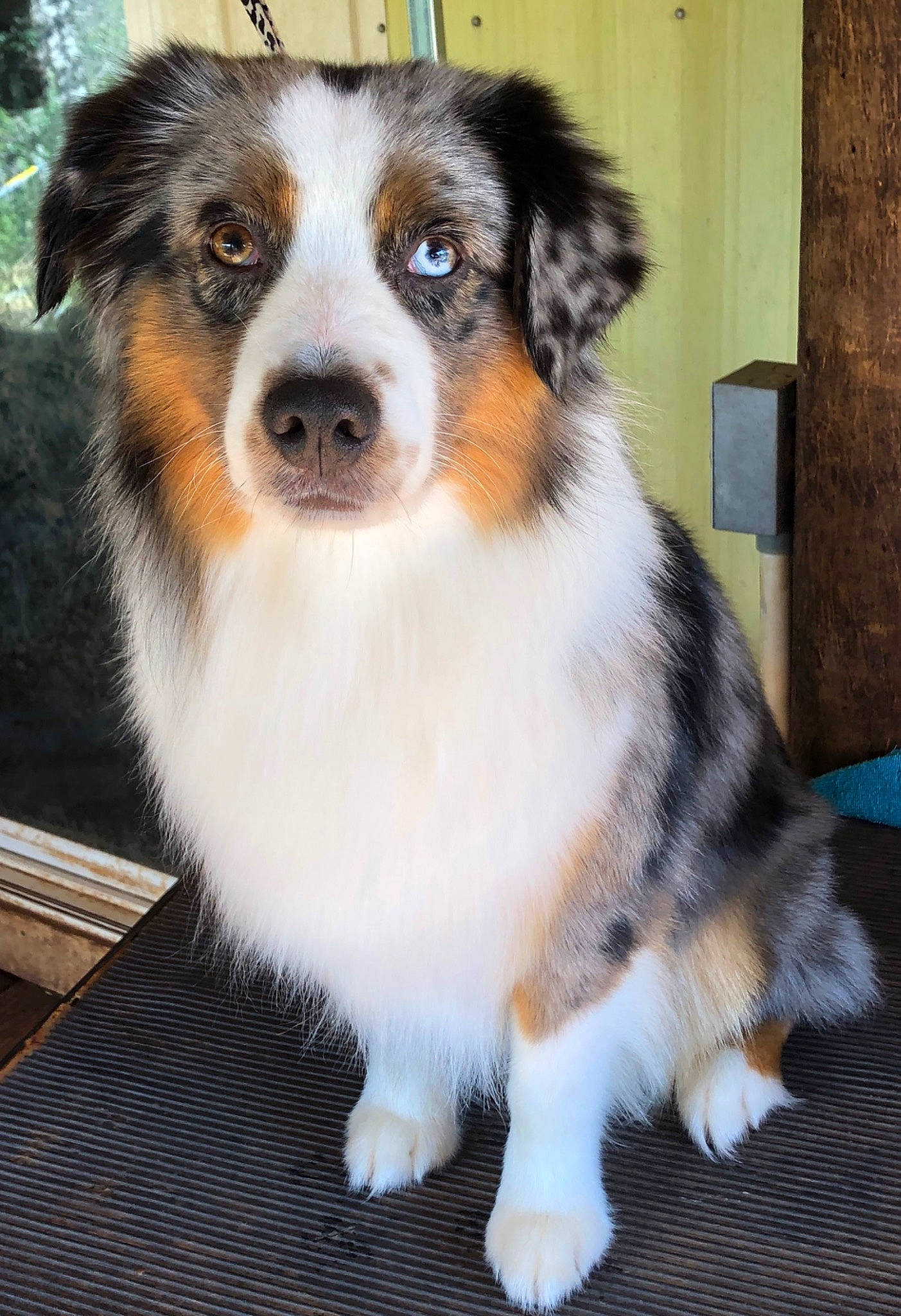 Diva joined the competition — help win amazing prizes! australian_collie, australian_shepherd, bernese_mountain_dog, canidae, carnivore, companion_dog, dog, dog_breed, herding_dog, mammal, miniature_australian_shepherd, puppy, rare_breed_dog, sporting_group, vertebrate, welsh_sheepdog, working_dog