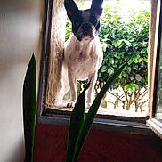 Univers participe au concours pour gagner de l'argent avec cette photo : dog, french_bulldog, window, plant, indoor, outdoor, greenery, curious, pet, nature, houseplant, light, shadow, animal, portrait, looking, framed, leaves, home, daylight