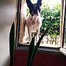 dog, french_bulldog, window, plant, indoor, outdoor, greenery, curious, pet, nature, houseplant, light, shadow, animal, portrait, looking, framed, leaves, home, daylight
