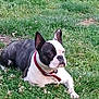 animal, ball, bostonbull, boxer, bulldog, canine, dog, football, frenchbulldog, grass, pet, pitbull, plant, puppy, soccer, soccerball, sport, whitedog