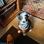 puppy, dog, bandana, indoor, mat, rug, wooden_shelf, baskets, footwear, slipper, floor, looking_up, pet, cute, young_dog, furry, animal, home, cozy, waiting