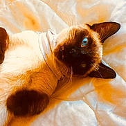 Missy is registered to the contest to win money with this photo: cat, siamese_cat, pet, animal, blue_eyes, fur, whiskers, ears, scarf, quilt, bed, resting, cute, domestic_animal, feline, lying_down, cozy, soft_texture, close_up, indoor