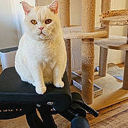 Nova is registered to the contest to win money with this photo: cat, cream_cat, pet, workout_bench, cat_tree, indoor, furniture, floor, wood_floor, rug, animal, pet_furniture, exercise_equipment, curious, sitting, amber_eyes, fluffy, cozy_room, home_interior, relaxed