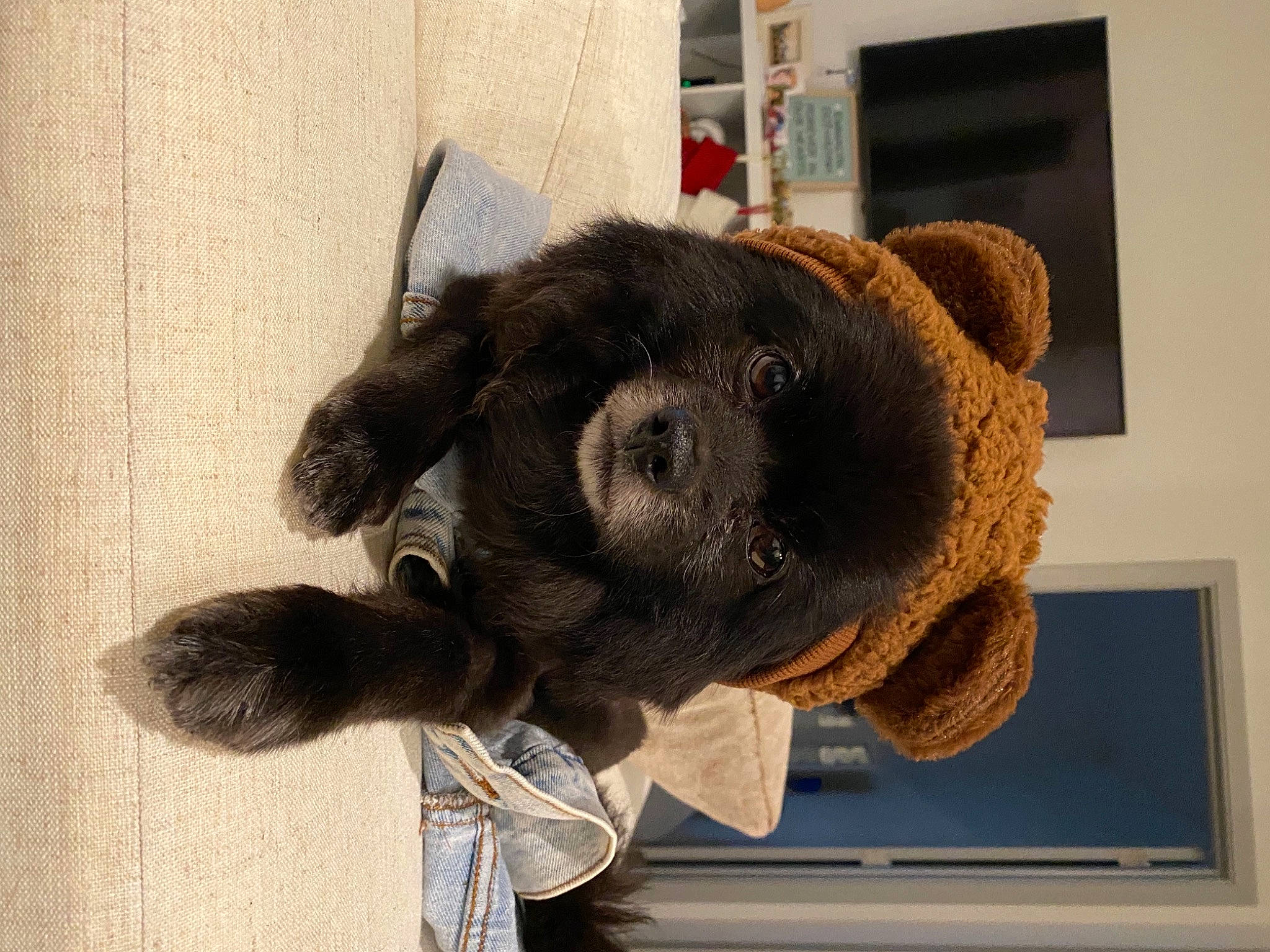 Juliet joined the competition — help win amazing prizes! beige, canidae, carnivore, companion_dog, dog, dog_breed, fawn, fur, liver, natural_material, pet_supply, picture_frame, snout, sporting_group, stuffed_toy, terrestrial_animal, textile, toy, working_animal