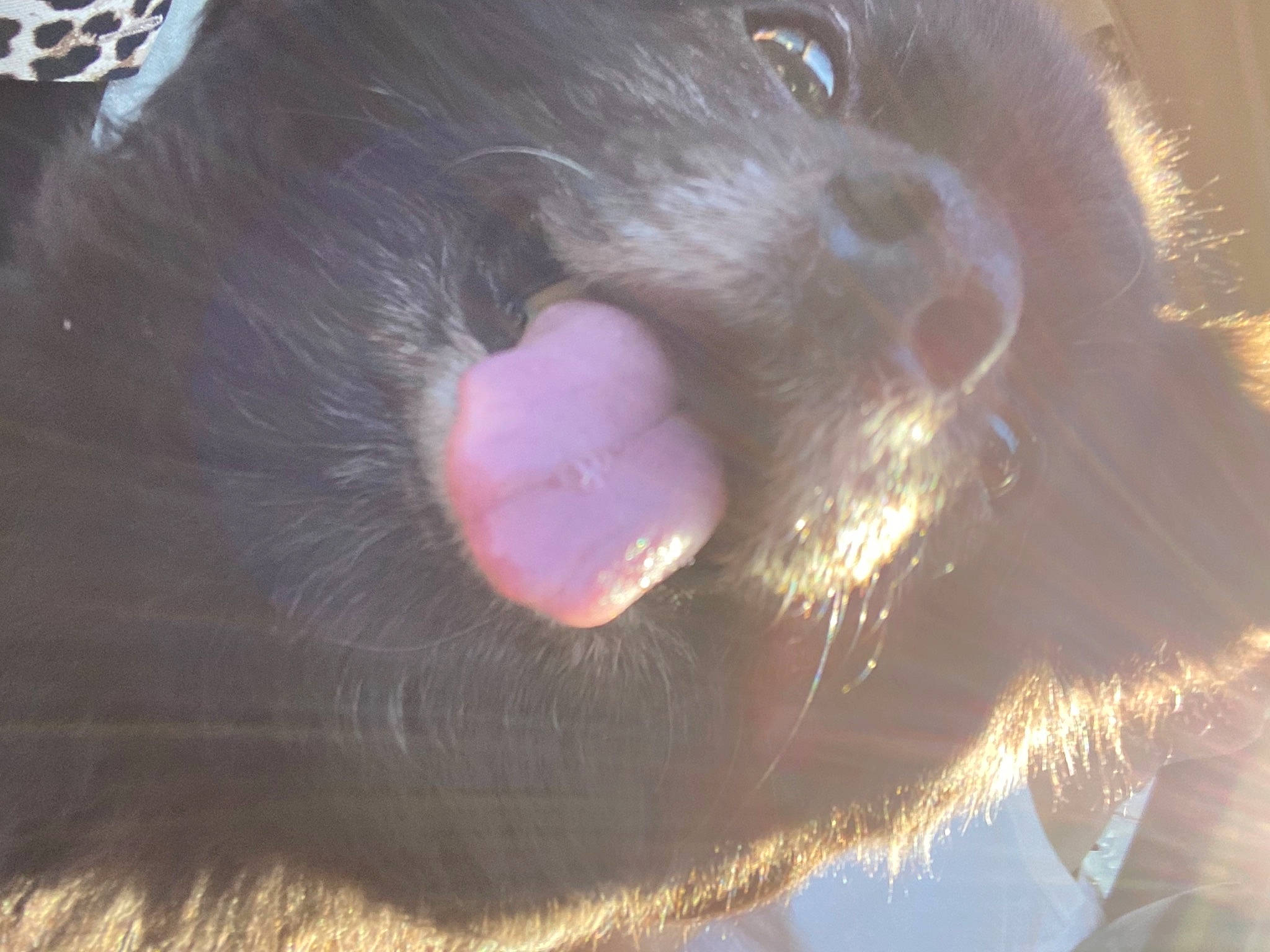 Juliet is registered to the contest to win money with this photo: carnivore, claw, close_up, dog_breed, fawn, fur, iris, jaw, liver, paw, skin, snout, terrestrial_animal, tongue, vertebrate, whiskers, working_animal