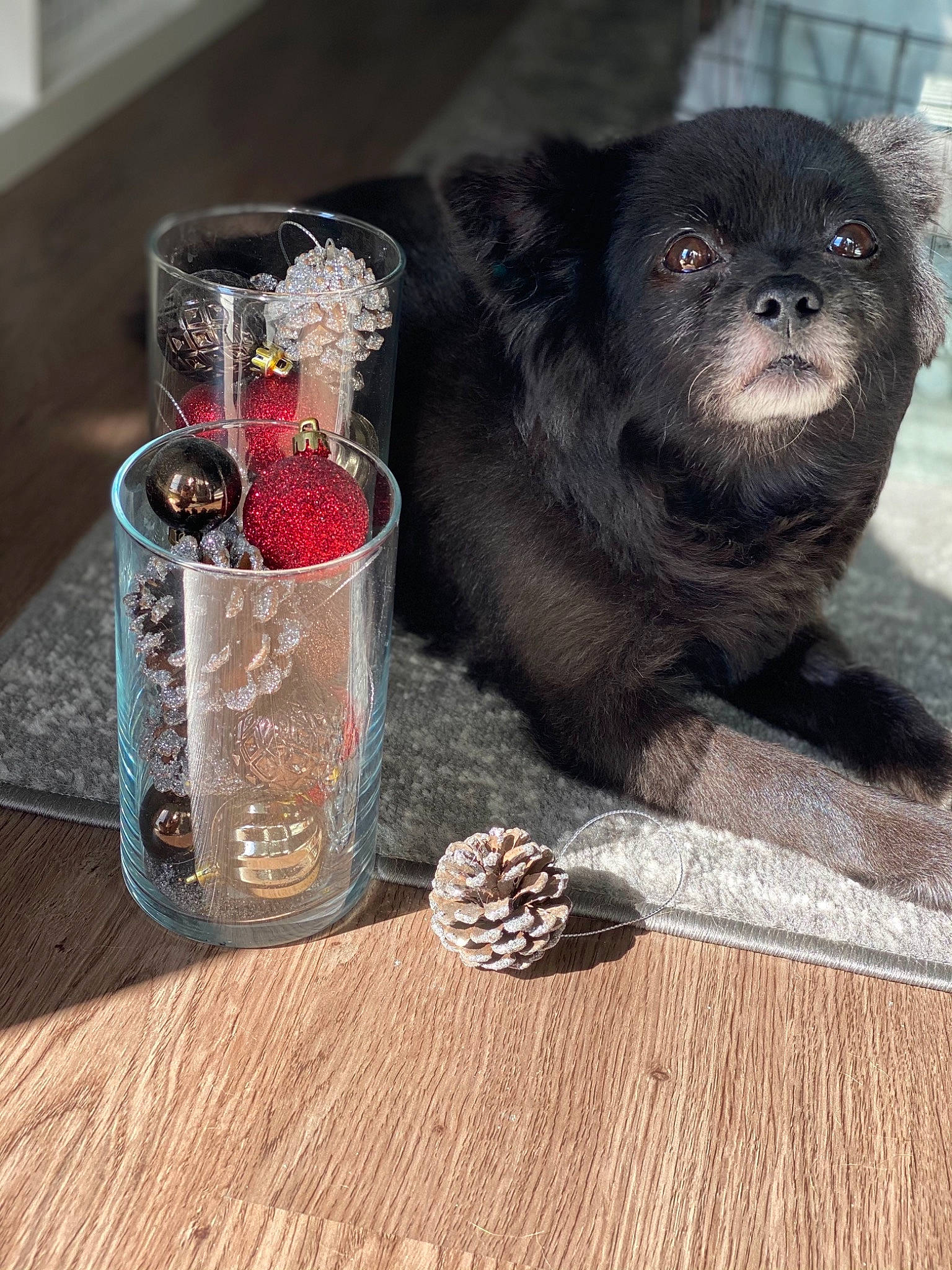 Juliet is registered to the contest to win money with this photo: bottle, carnivore, claw, dog_breed, fur, glass_bottle, hardwood, pet_supply, primate, puppy, silver, snout, still_life_photography, terrestrial_animal, wood, wood_stain