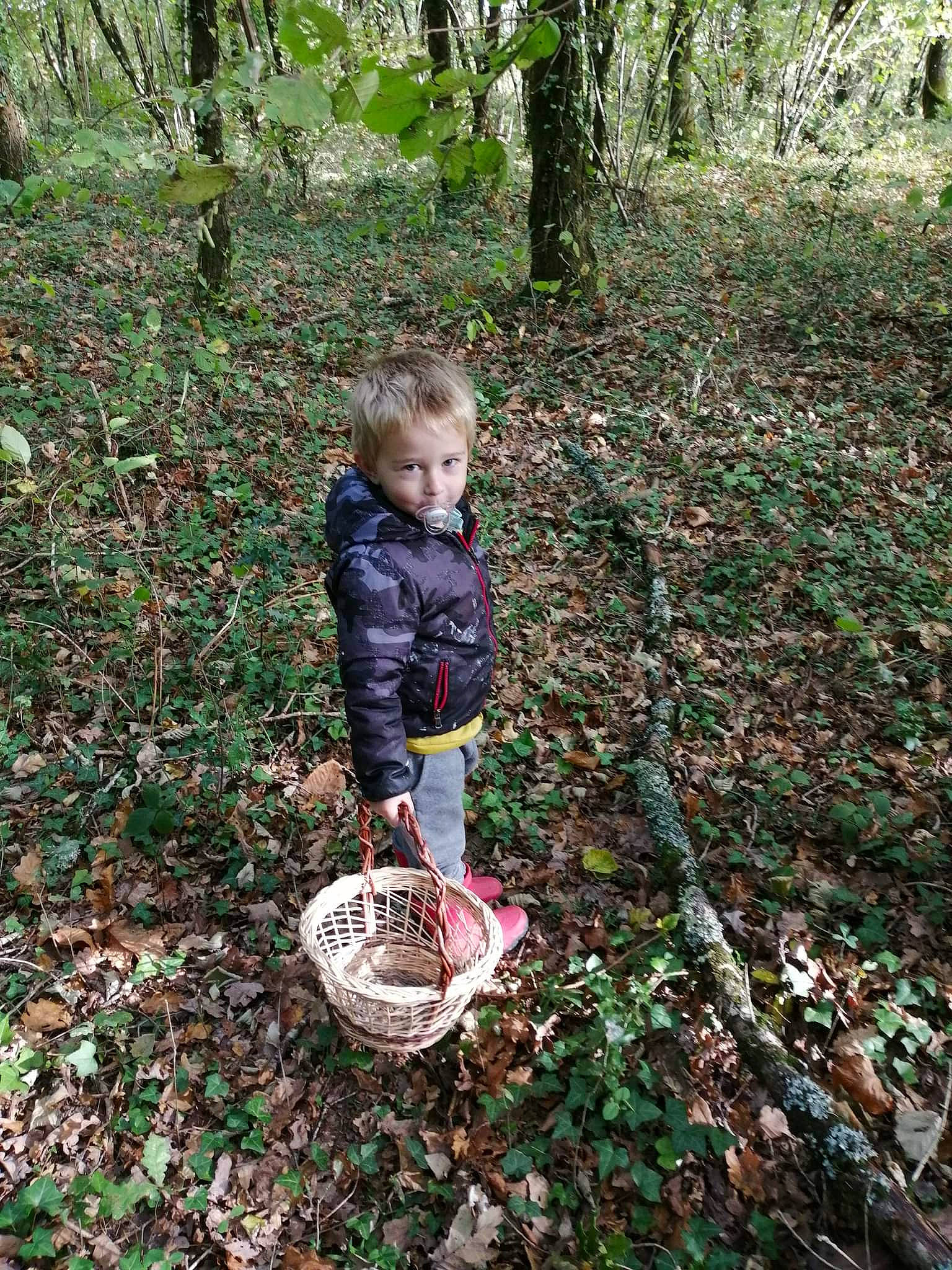 Brandon participe au concours pour gagner de l'argent avec cette photo : deciduous, forest, fun, garden, grass, groundcover, jungle, natural_landscape, northern_hardwood_forest, old_growth_forest, people_in_nature, person, plant, plantation, soil, temperate_broadleaf_and_mixed_forest, terrestrial_plant, toddler, tree, trunk