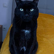 Vodka participe au concours pour gagner de l'argent avec cette photo : cat, black_cat, pet, animal, feline, indoor, bed, blanket, yellow, fur, whiskers, green_eyes, sitting, cute, domestic, mammal, cozy, portrait, household, furniture