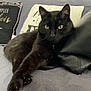 Vodka participe au concours pour gagner de l'argent avec cette photo : black_cat, cat, pet, feline, indoor, couch, pillow, relaxed, stretching, claws, leather_cushion, home_interior, domestic_animal, resting, close_up, animal_portrait, yellow_eyes, cozy, soft_lighting, fur