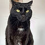 black_cat, yellow_eyes, white_patch, sitting, portrait, indoor, pet, animal, feline, whiskers, fur, close_up, painting, flower_art, minimalistic_background, gray_surface, domestic_cat, alert, calm, posing