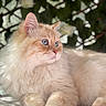 Baloo participe au concours pour gagner de l'argent avec cette photo : cat, fluffy, blue_eyes, cream_color, animal, pet, portrait, close_up, relaxed, indoor, feline, whiskers, soft_fur, nature_background, greenery, flower, cute, domestic_cat, beautiful, calm